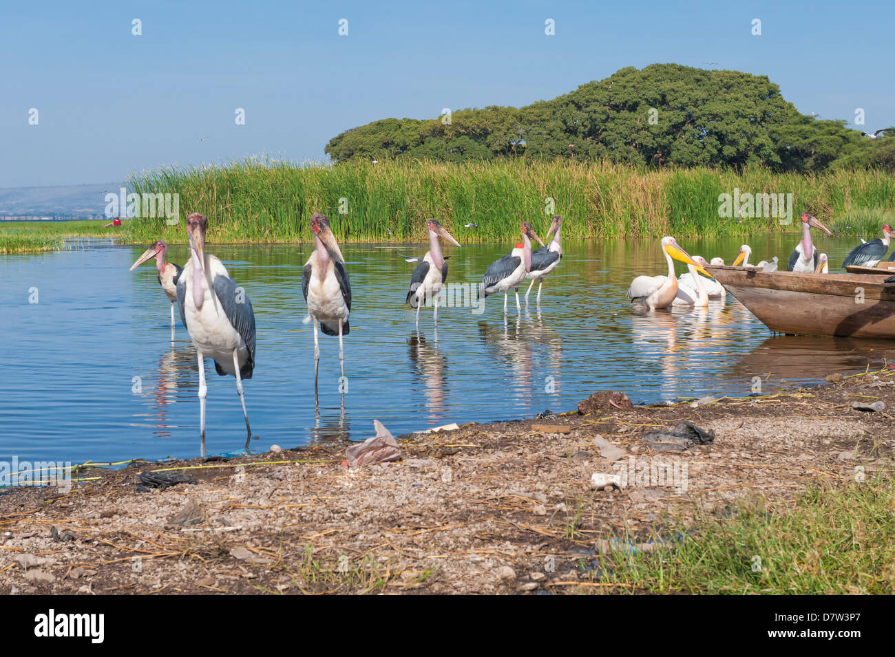 Störche Marabu (Leptoptilos Crumeniferus) und weiße Pelikane (Pelecanus Onocrotalus), Hafen von Awassa, Äthiopien Stockfoto