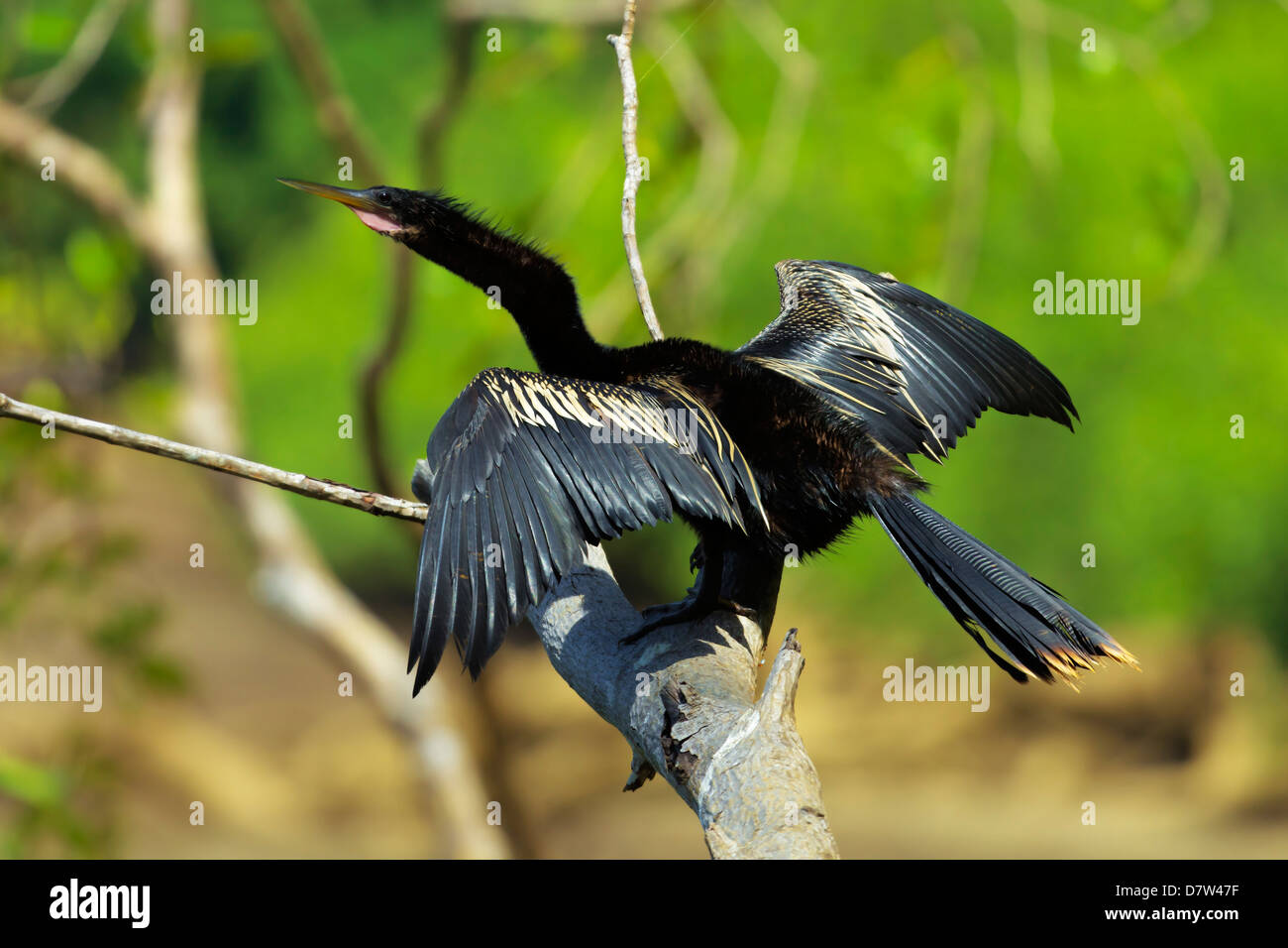 Männliche Anhinga (aka Snakebird) ein Schwimmbad Vogel der Adelsfamilie Darter, an der Nosara River, Nosara, Provinz Guanacaste, Costa Rica Stockfoto