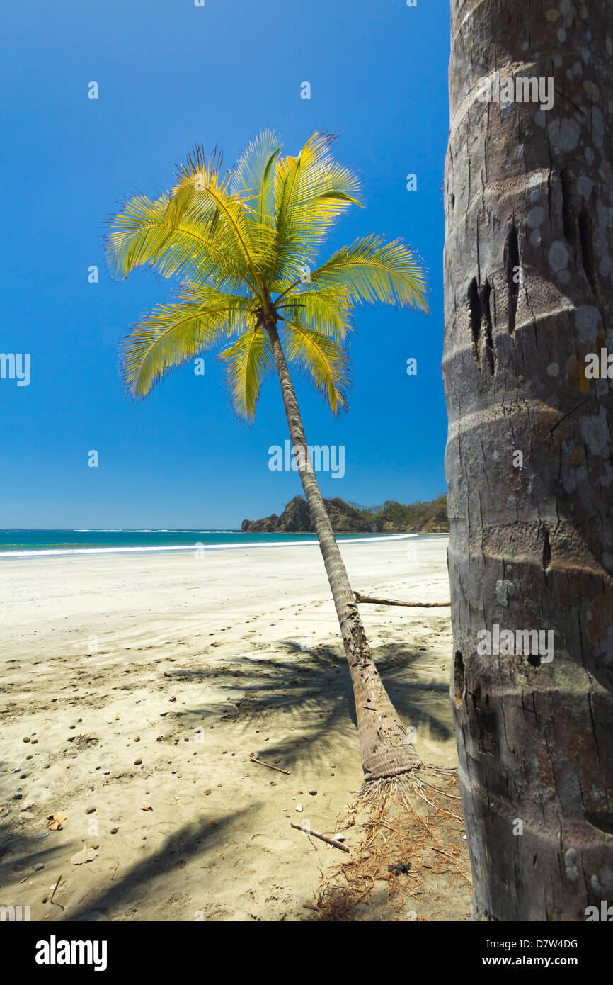 Schöne Palmen gesäumten weißen Sandstrand Playa Carrillo, Carrillo, in der Nähe von Samara, Provinz Guanacaste, Halbinsel Nicoya, Costa Rica Stockfoto