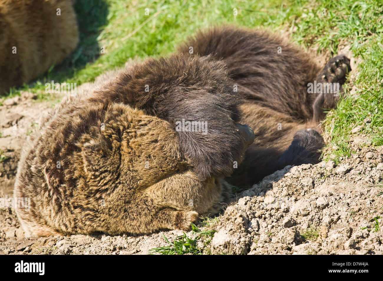 Kodiak Bären schlafen Stockfoto