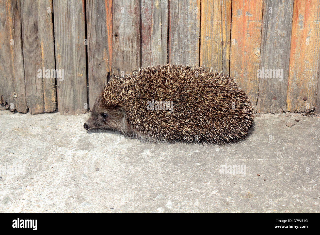 Eine niedliche Igel in meinem Garten gefunden. Stockfoto