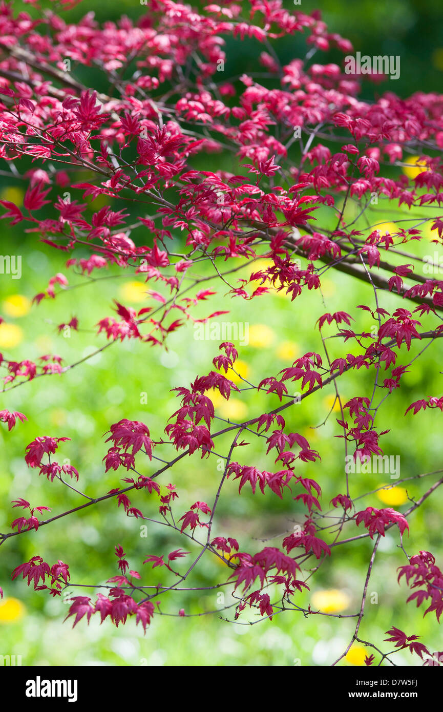 Acer Palmatum Deshojo. Japanischer Ahornbaum Stockfoto