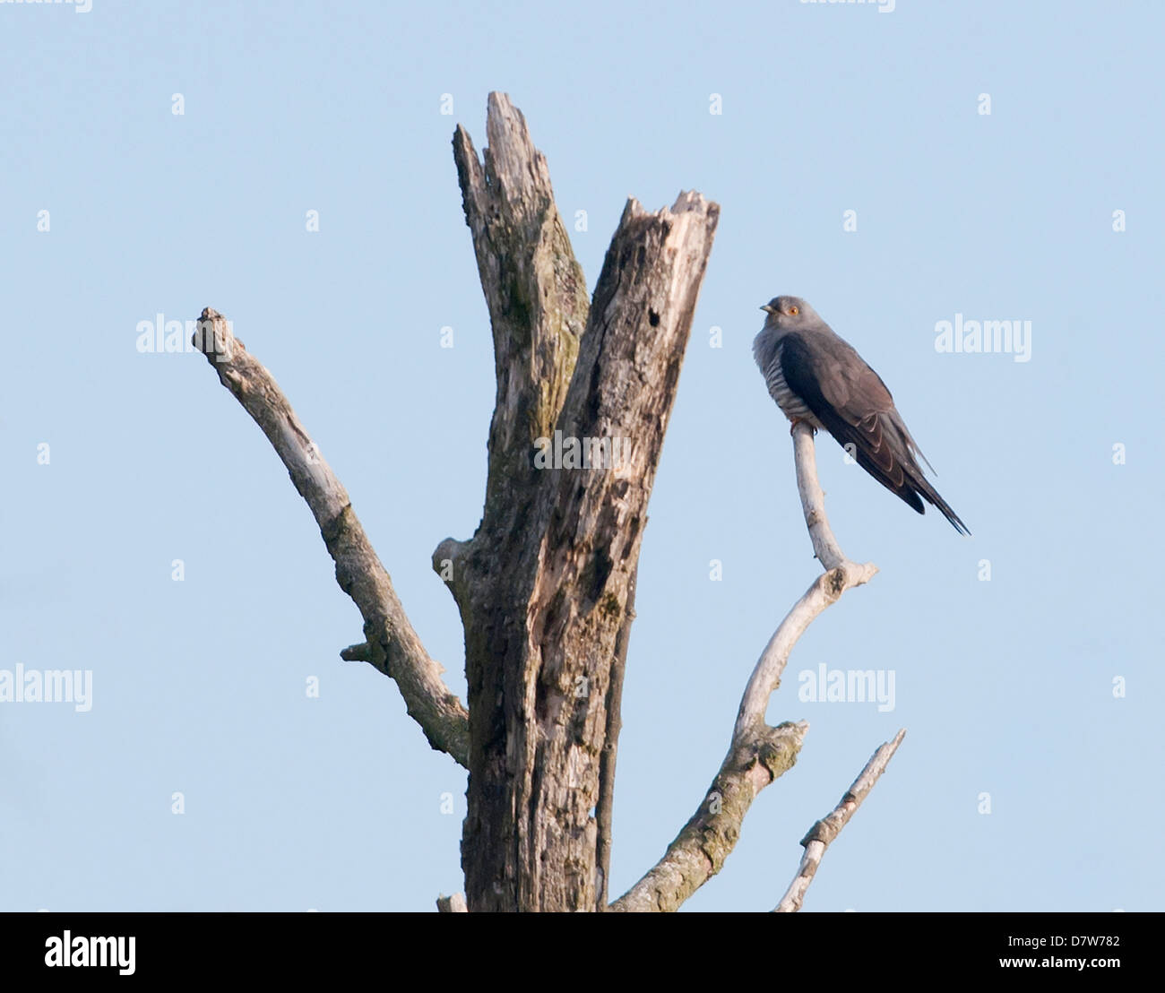 Kuckuck Cuculus Canorus toter Baum gehockt Stockfoto