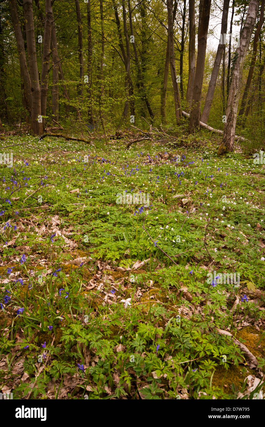 Wald-Boden Teppichboden im Frühling Blumen hohe Brede Woods East Sussex UK Stockfoto