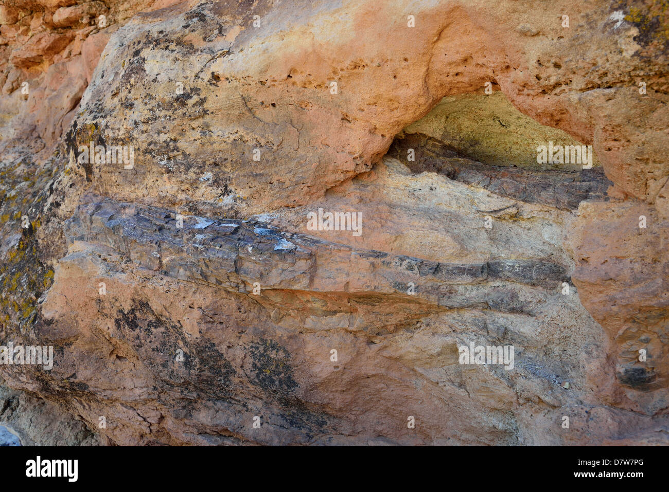 Dinosaurier-Knochen-Fossil in Sandstein eingebettet. Moab, Utah, USA. Stockfoto
