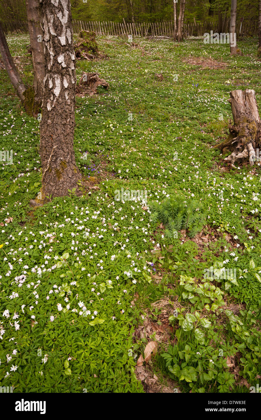 Wald-Boden Teppichboden im Frühling Blumen hohe Brede Woods East Sussex UK Stockfoto