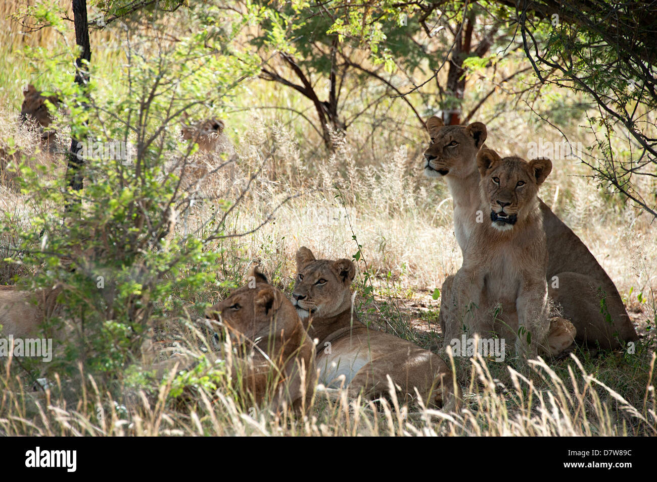 Löwen auf der Hut nach Beute. Antelope Park, Simbabwe. Stockfoto