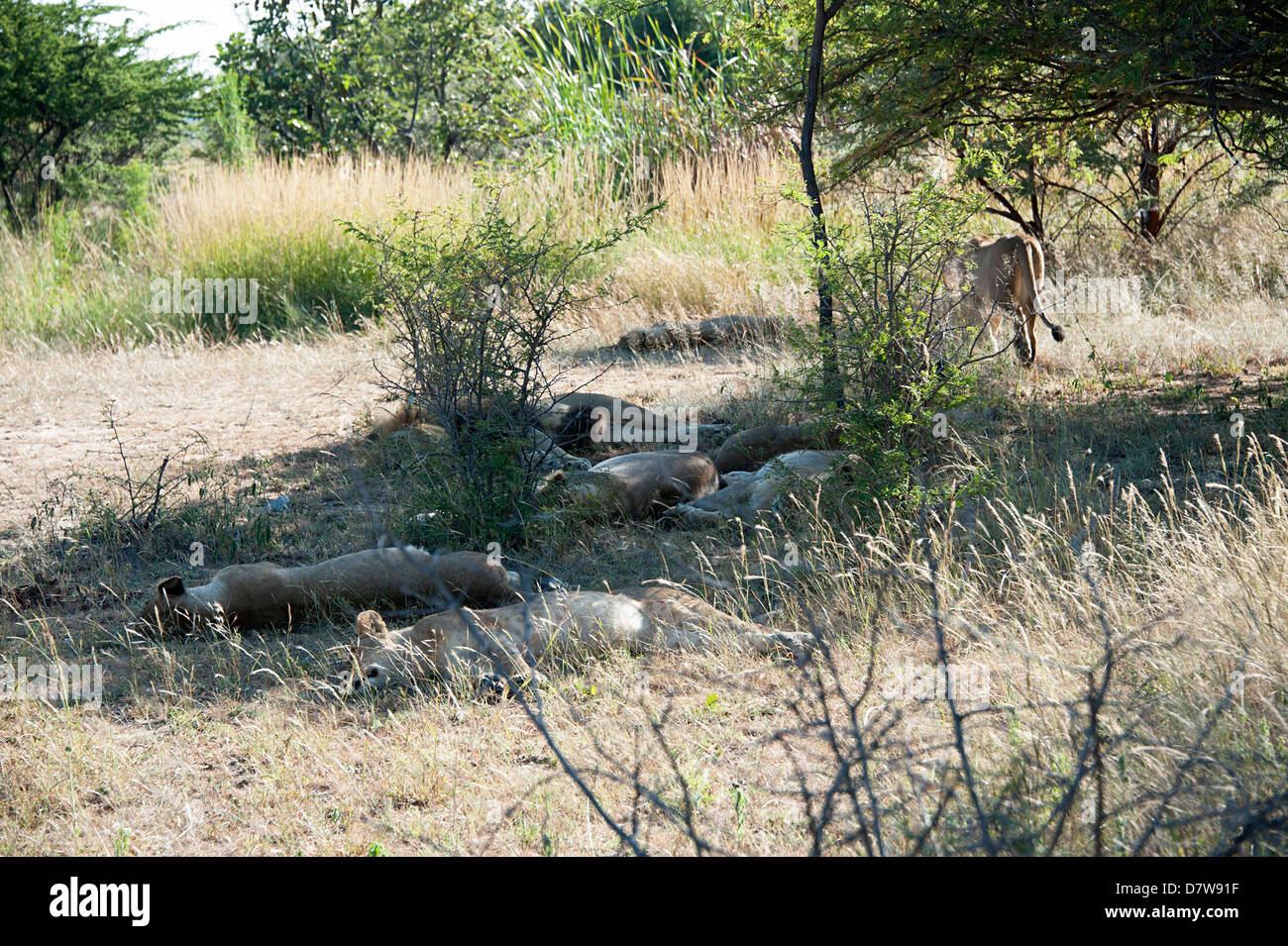 Löwen liegen im Schatten im Antelope Park, Simbabwe. Stockfoto