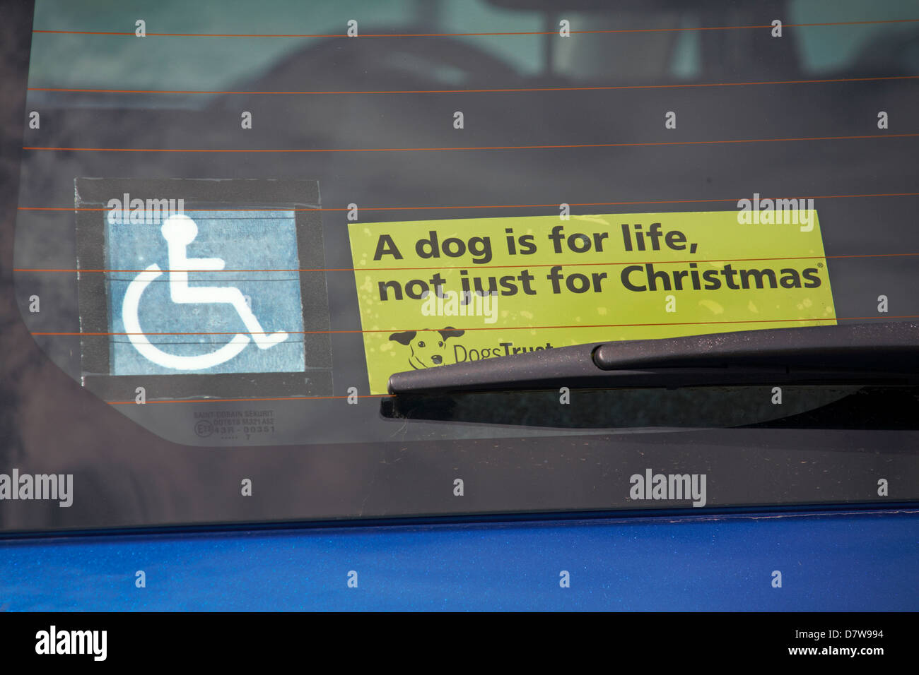 Ein Hund ist für das Leben nicht nur für Weihnachten und Behinderten Aufkleber im hinteren Autofenster Stockfoto