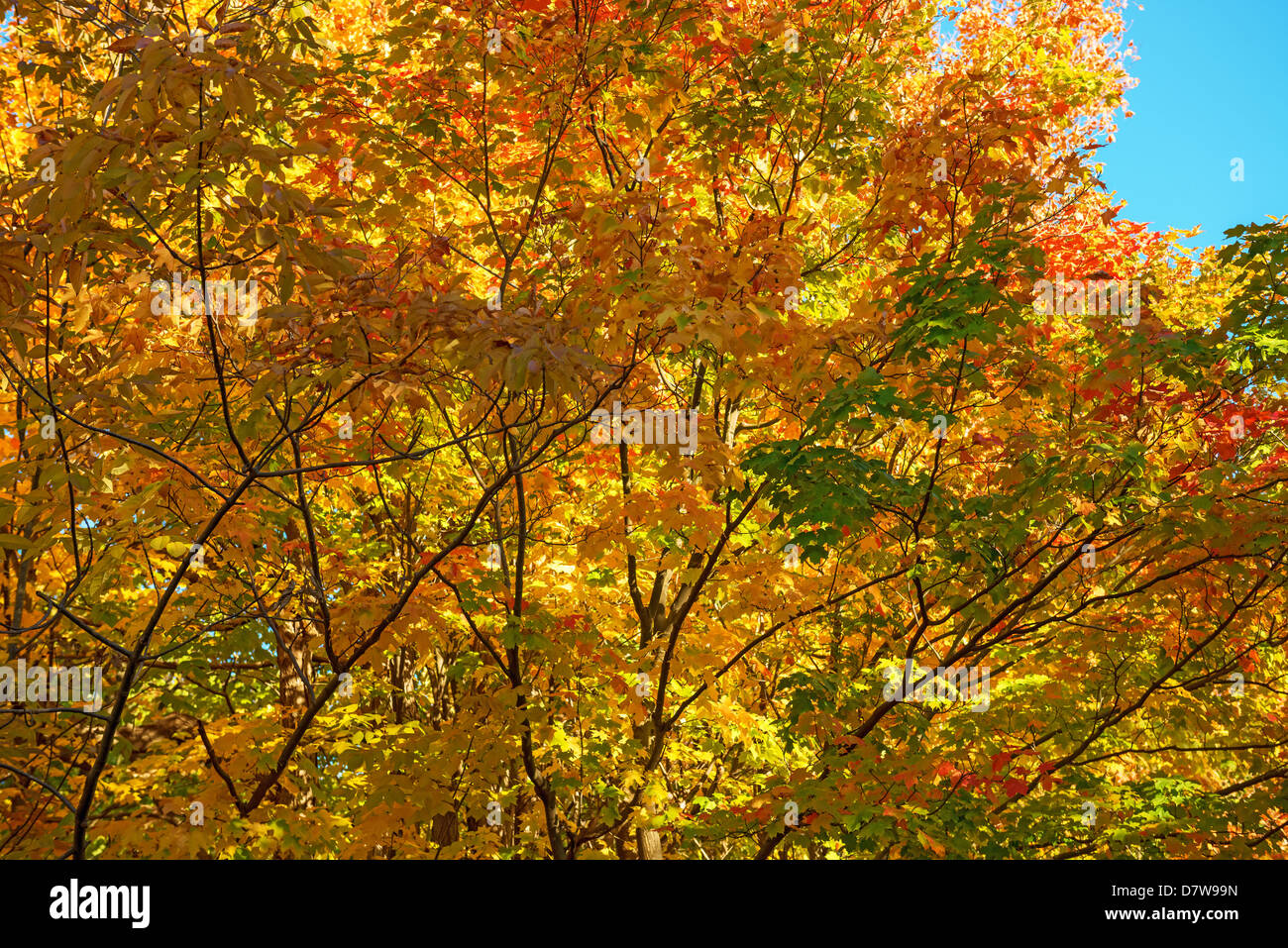 Leuchtende Farbe der Blätter am Baum im Herbst, Milton, Ontario, Kanada Stockfoto