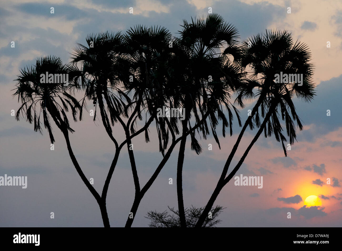 Silhouette der Palme gegen die untergehende Sonne, Meru Nationalpark, Kenia Stockfoto
