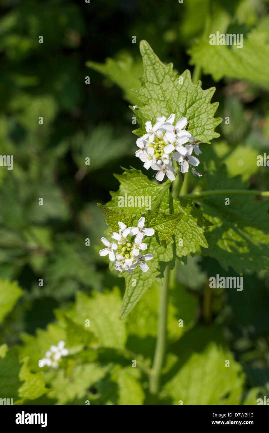 "Alliaria Petiolata" "Knoblauch Senf" weisses Kreuz geformten Blüten wachsen wild in eine Surrey Waldland Hecke im Mai Stockfoto