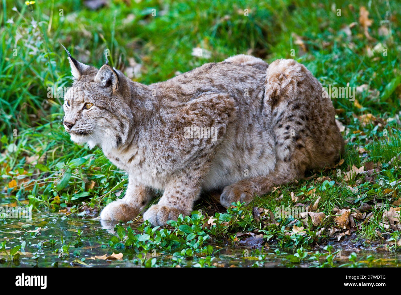 Trinken Luchs Stockfoto