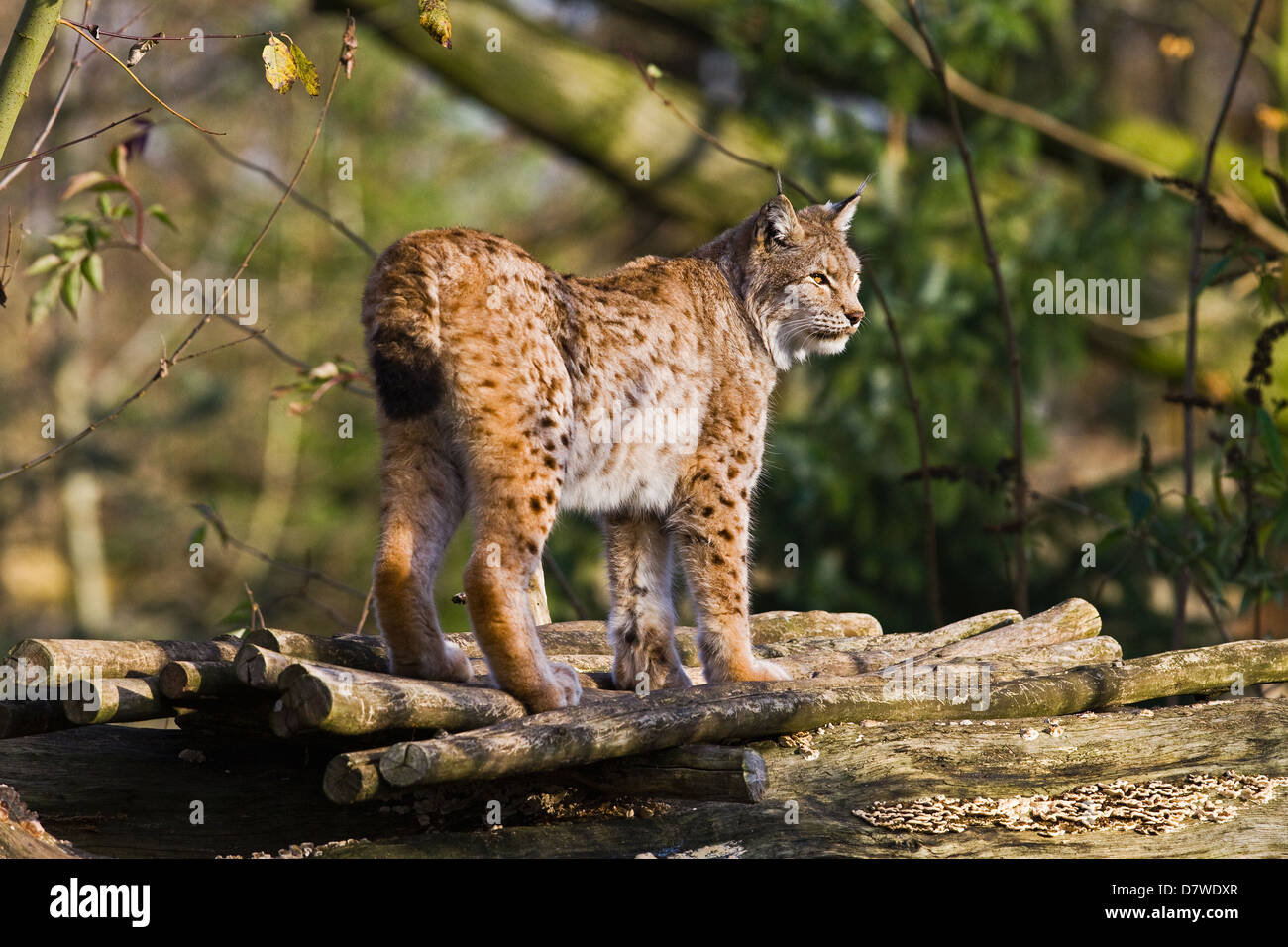 Luchs Stockfoto
