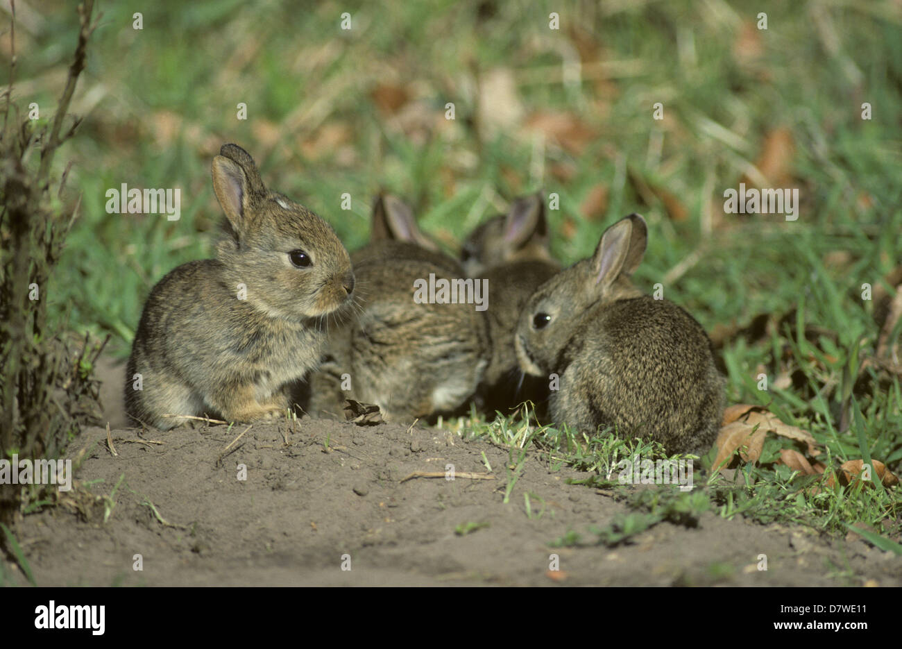 BABY Kaninchen (Oryctolagus Cuniculus) New Forest Hampshire England UK Stockfoto