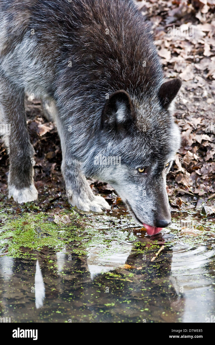 Greywolf trinken Stockfoto