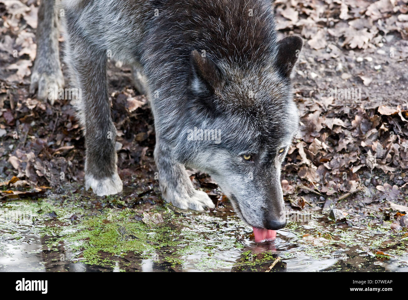 Greywolf trinken Stockfoto