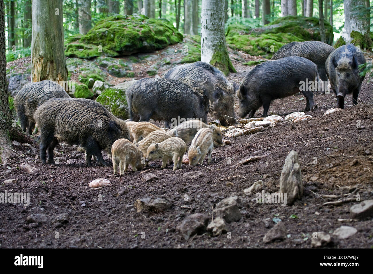 wilde Schweine Stockfoto