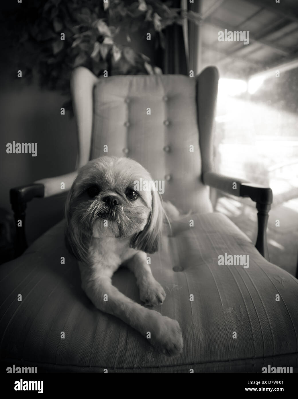 Ein kleiner Shih Tzu Hund entspannt auf Lounge-Sessel, in schwarz / weiß gedreht. Stockfoto