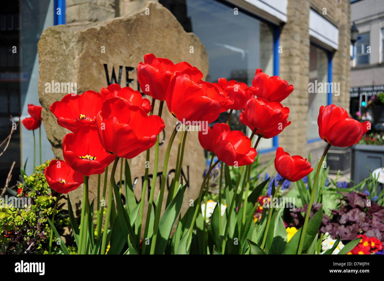 Tulpen in Skipton für Skipton in voller Blüte Stockfoto