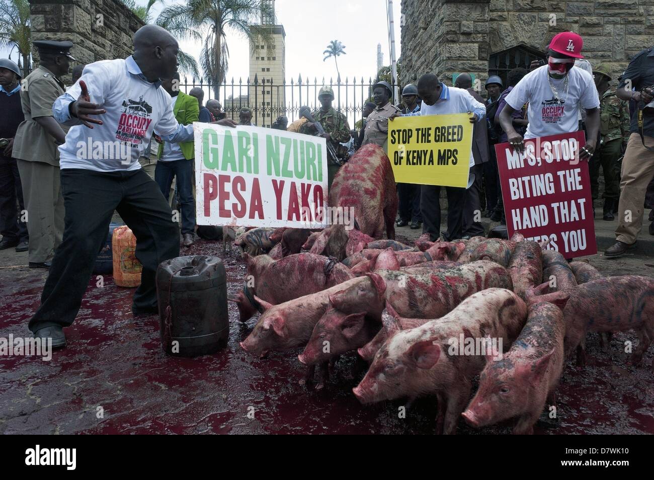 Nairobi, Kenia. 14. Mai 2013. Demonstranten erschienen ca. 20 Ferkel und ein Schwein und verschüttete Blut von Tieren, vor den Toren des Parlaments. Dies geschah zum ausdrücklichen Zorn an neu gewählte Mitglieder des Parlaments (MPs) fordern höhere Löhne. Die Demonstration in Rechnung gestellt als '' besetzen Parlament '' wurde von zivilgesellschaftlichen Gruppen organisiert und MPs als gierig zu porträtieren soll. (Bild Kredit: Kredit: Ric Francis/ZUMAPRESS.com/Alamy Live-Nachrichten) Stockfoto