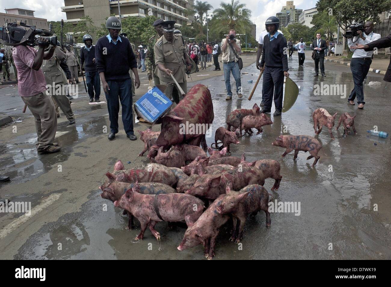 Nairobi, Kenia. 14. Mai 2013. Kenianische Polizisten versuchen zu verhindern, dass ein Schwein und eine Gruppe von Ferkeln bis vor die Tore des Parlaments zurück. Demonstranten veröffentlicht die Tiere vor den Toren des Parlaments Wut auf neu gewählte Mitglieder des Parlaments (MPs) fordern höhere Löhne zum Ausdruck bringen. Die Demonstration in Rechnung gestellt als '' besetzen Parlament '' wurde von zivilgesellschaftlichen Gruppen organisiert und MPs als gierig zu porträtieren soll. (Bild Kredit: Kredit: Ric Francis/ZUMAPRESS.com/Alamy Live-Nachrichten) Stockfoto