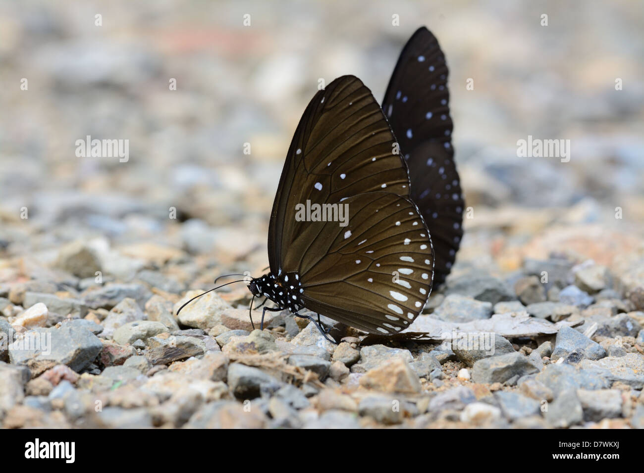 schöne lange gebrandmarkt blaue Krähe Schmetterling (Euploea Algea) auf der Straße-Strecke Stockfoto
