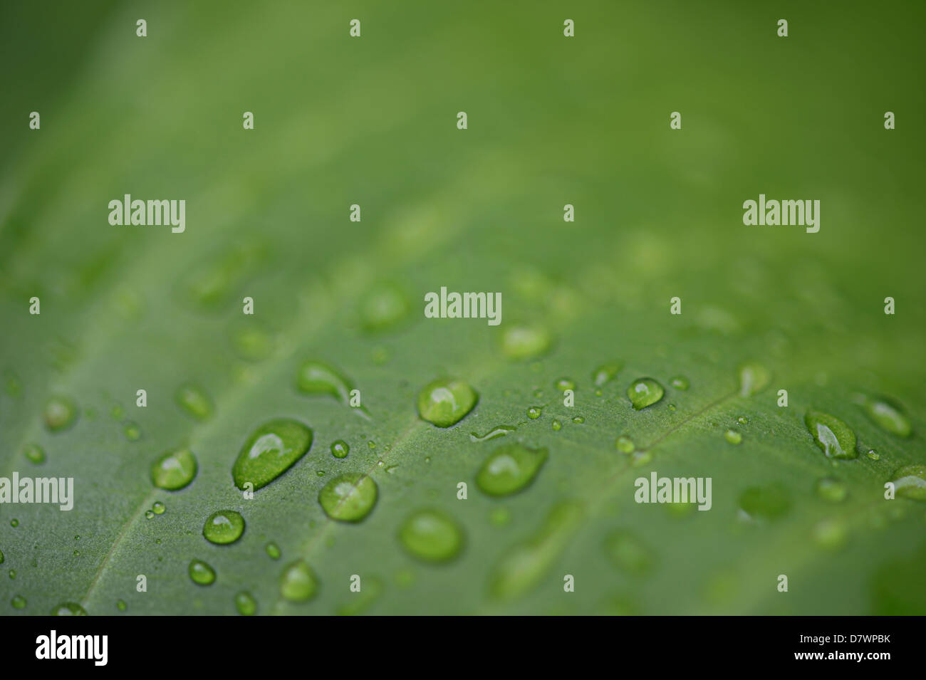 Wassertropfen auf grünes Blatt Detail Stockfoto