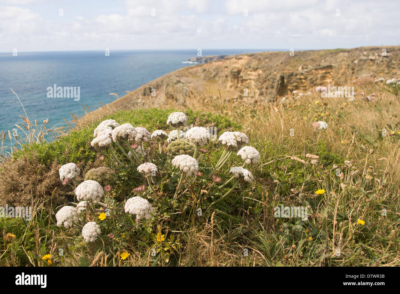 Cornish Küstenwegs Flora, Apiaceae Stockfoto