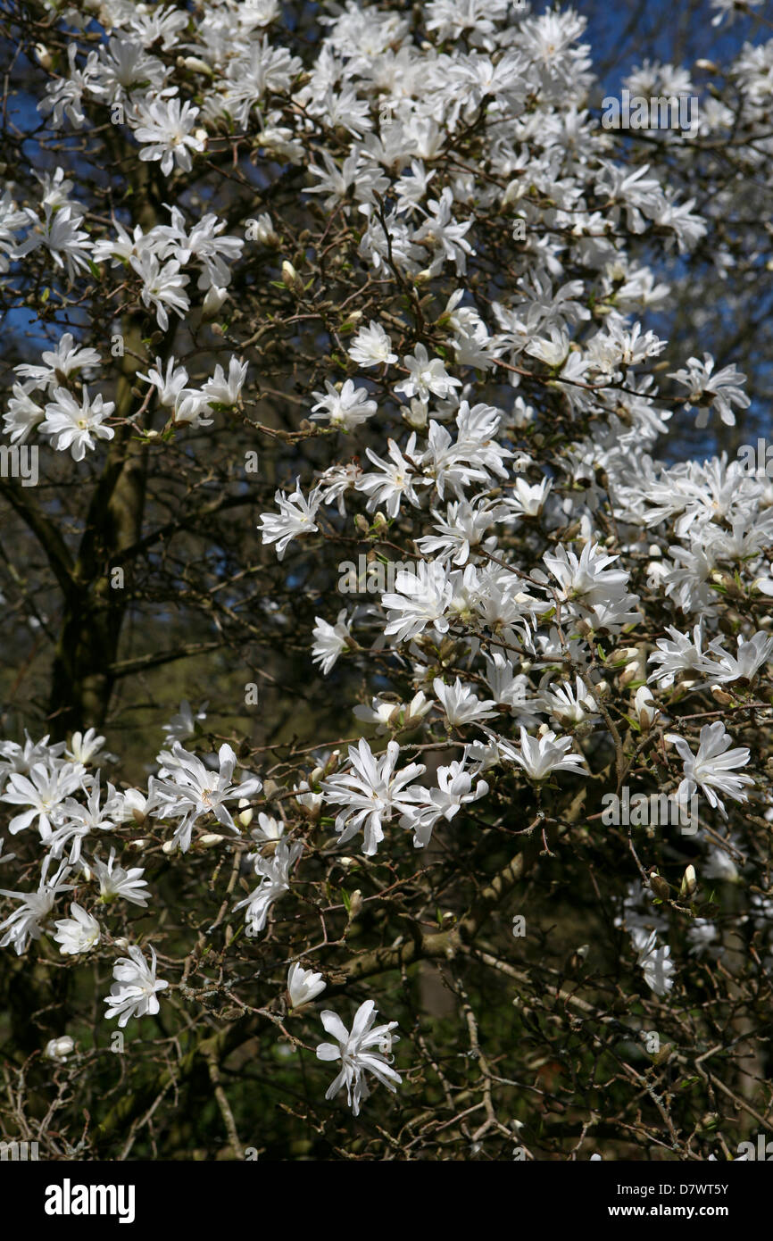 Stern Sie-Magnolie (Magnolia Stellata) in Blüte Stockfoto