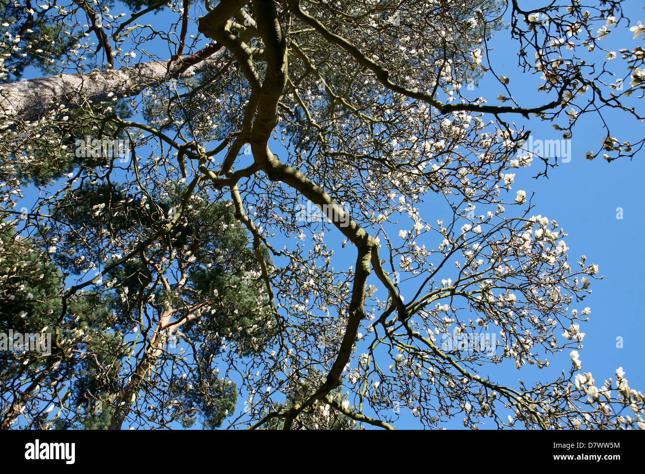 Magnolia soulangeana mit Picea abies Stockfoto