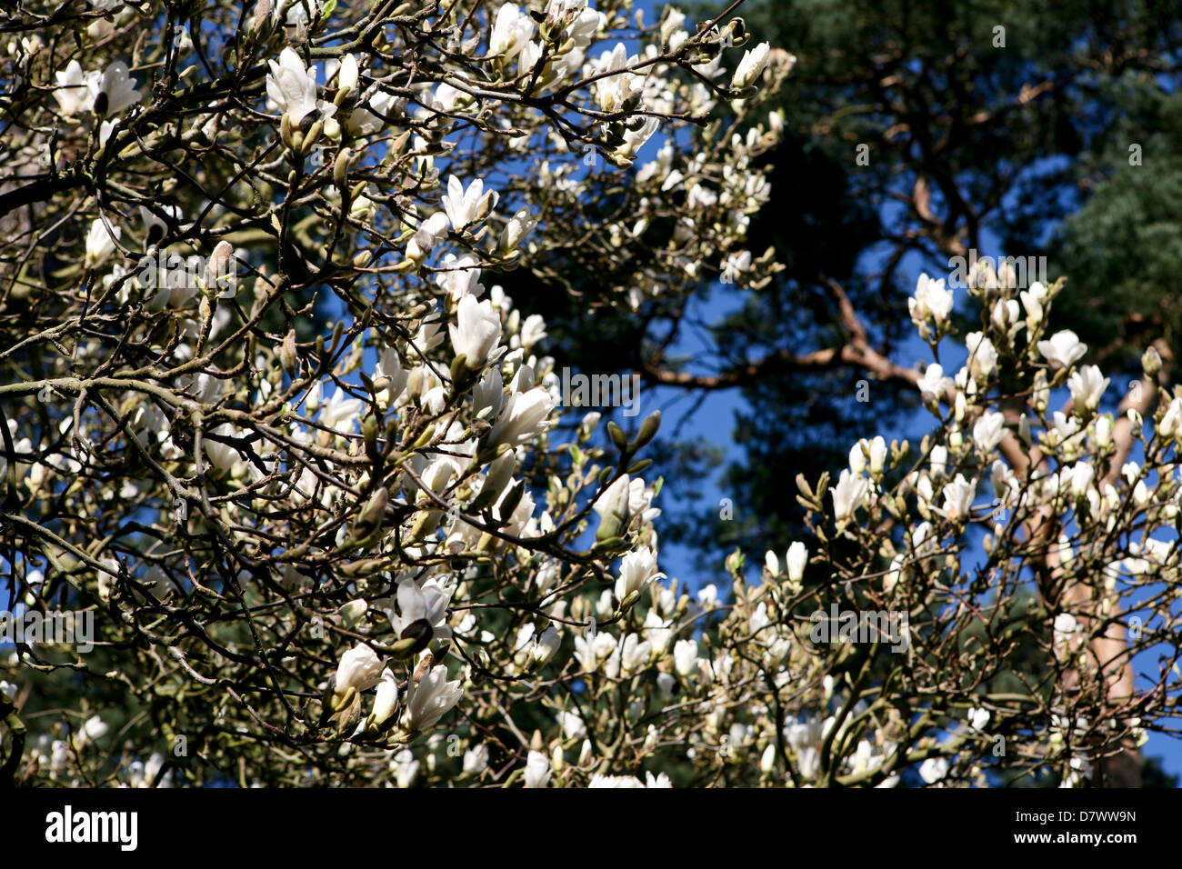 Magnolia soulangeana mit Picea abies Stockfoto