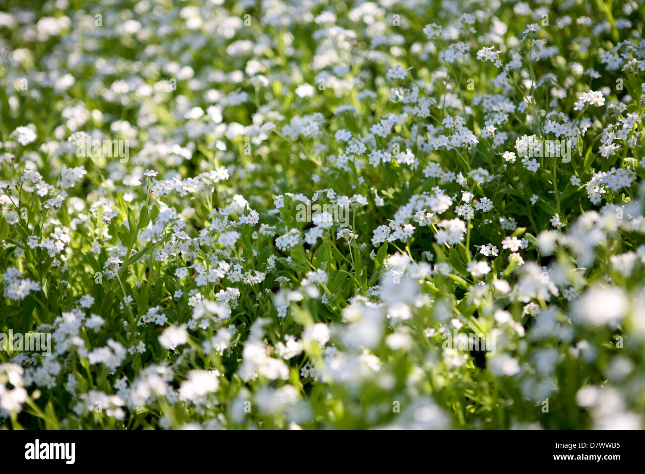 Weiße Forget-Me-Nots / Myosotis sylvatica mit gedapptem Licht Stockfoto