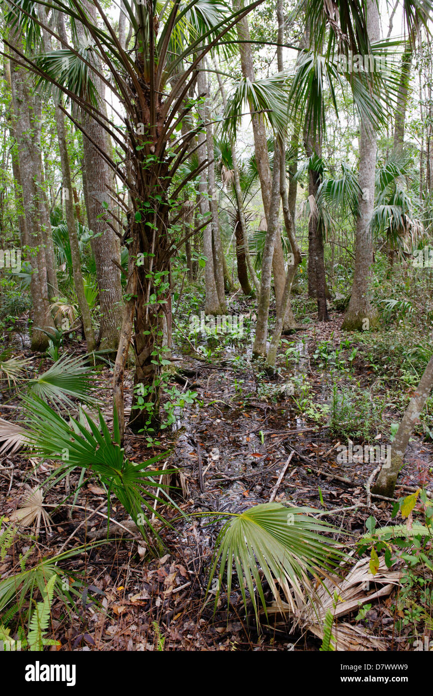 Handfläche aus Wald, Homosassa Springs Wildlife Park, Florida, USA Stockfoto