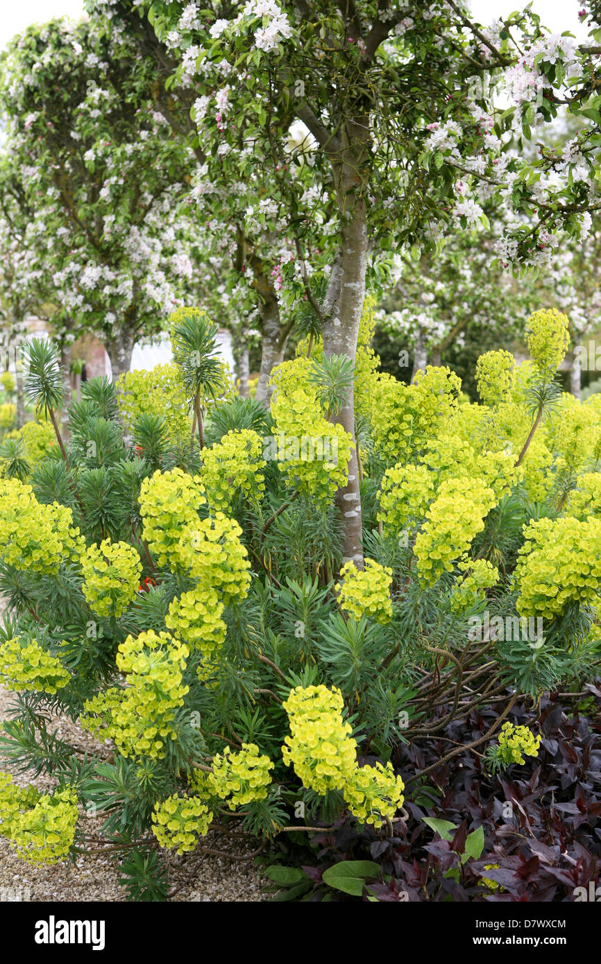 Euphorbia Characias Subspecies Wulfenii unter einem Holzapfel in Blüte. Stockfoto