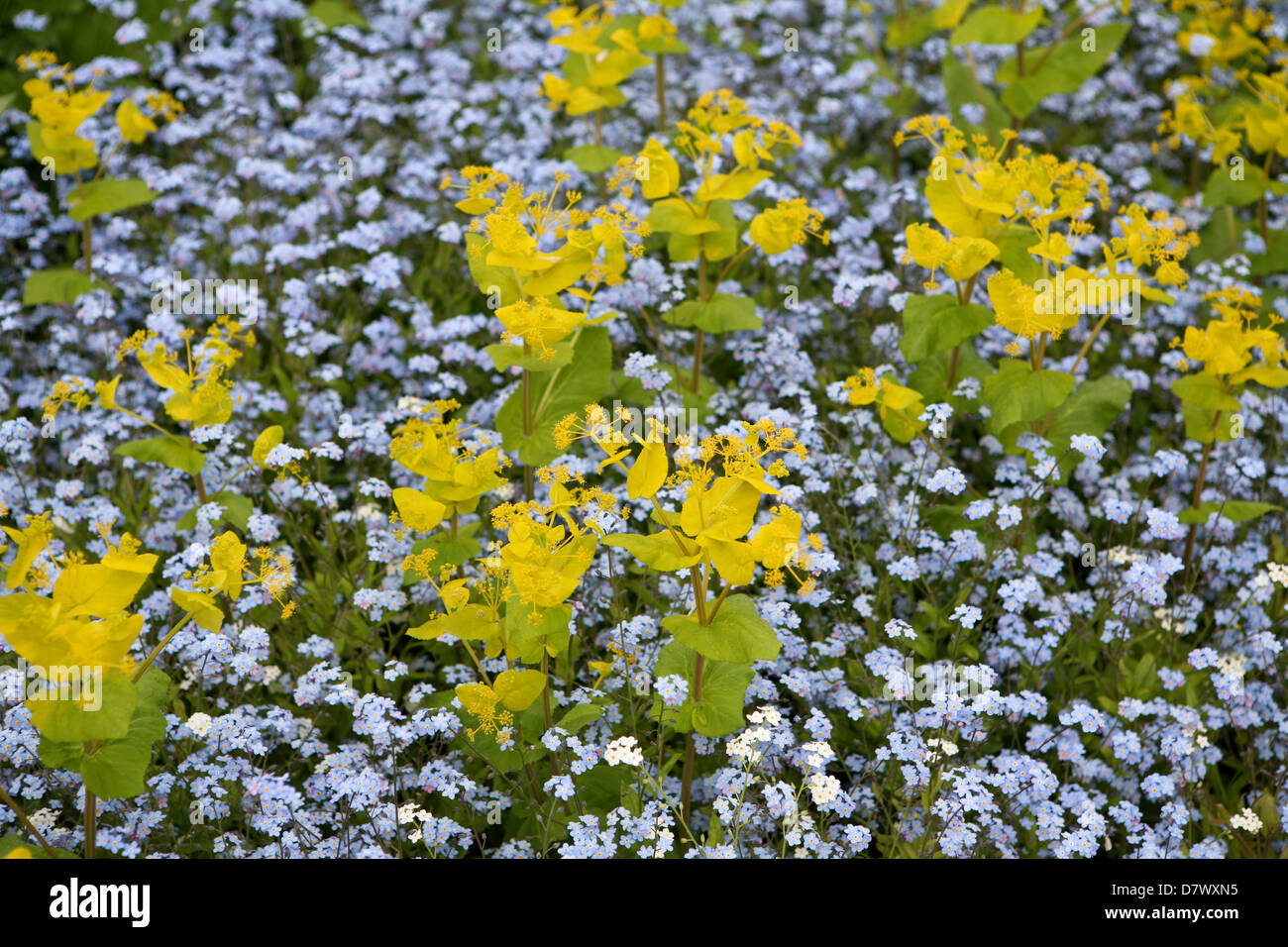 Smyrnium perfoliatum mit blauen Forget-Me-Nots (Myosotis sylvatica) Stockfoto