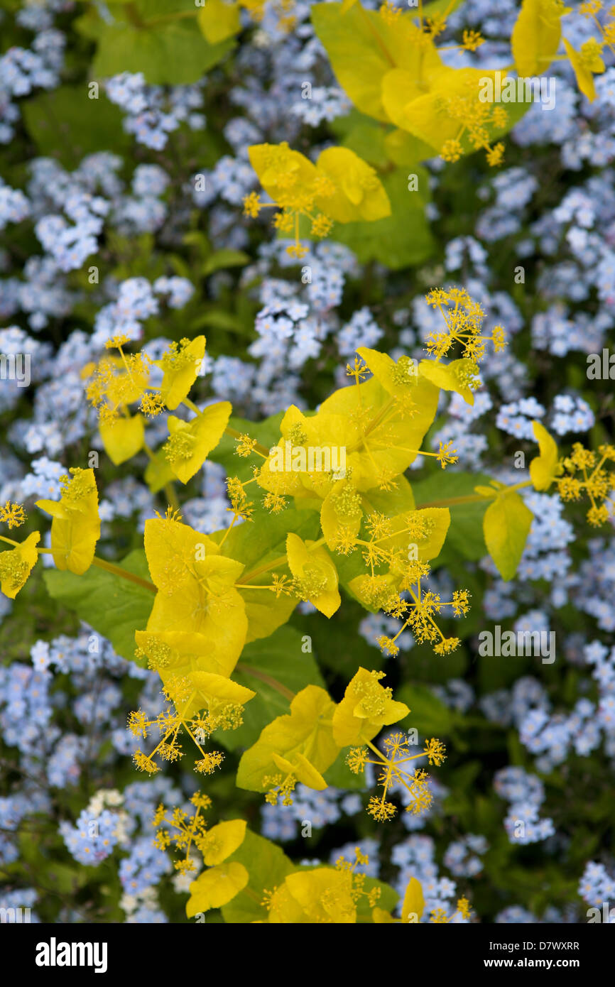Smyrnium perfoliatum mit blauen Forget-Me-Nots (Myosotis sylvatica) Stockfoto