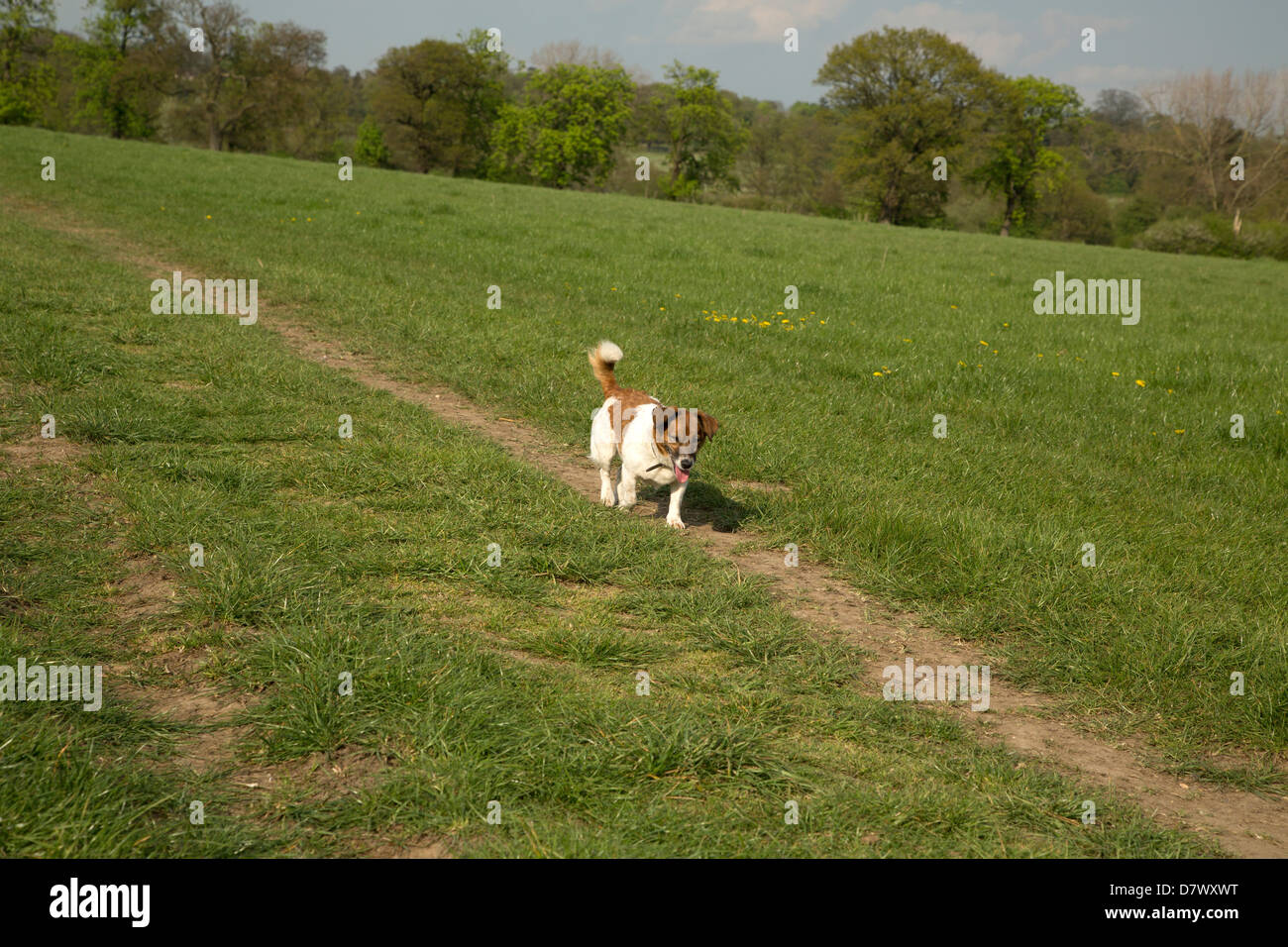 Jack russell Stockfoto