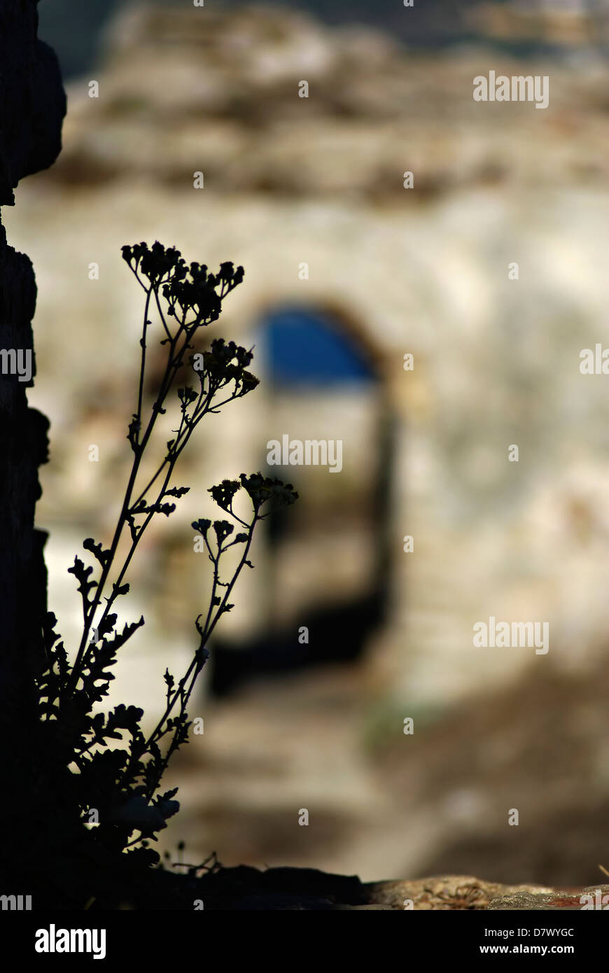 Wild Flower Silhouette gegen unscharfe Wand Methoni Burg am sonnigen Sommertag. Stockfoto