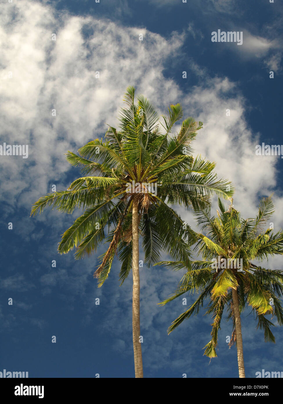 Kokospalmen nahe dem Meer auf einer tropischen Insel in Asien Stockfoto