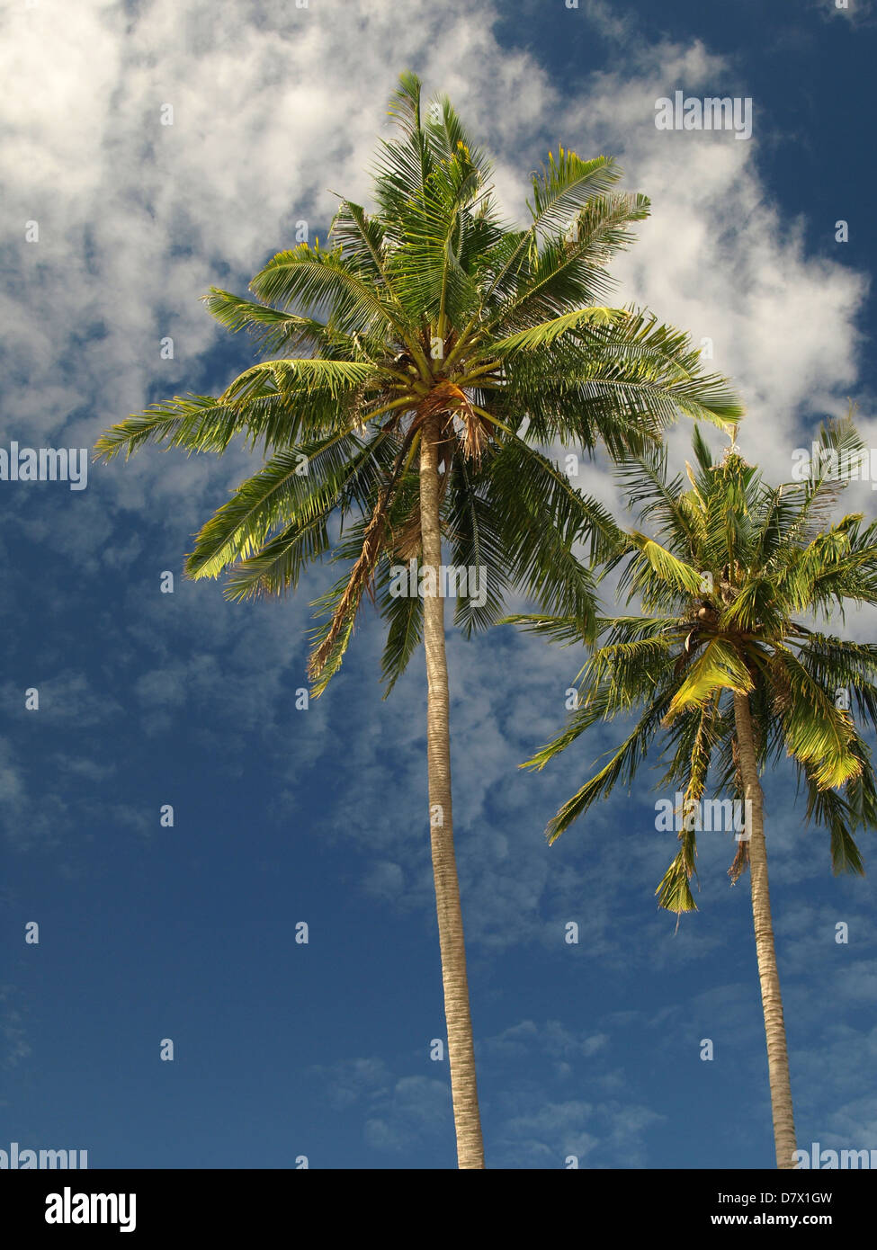 Kokospalmen in Thailand Asien auf Insel Stockfoto