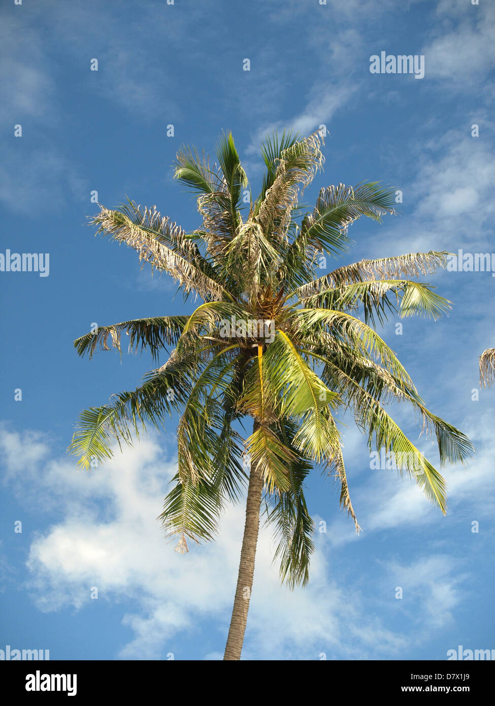 Bäume in den Tropen in Asien in Thailand auf der Insel Stockfoto