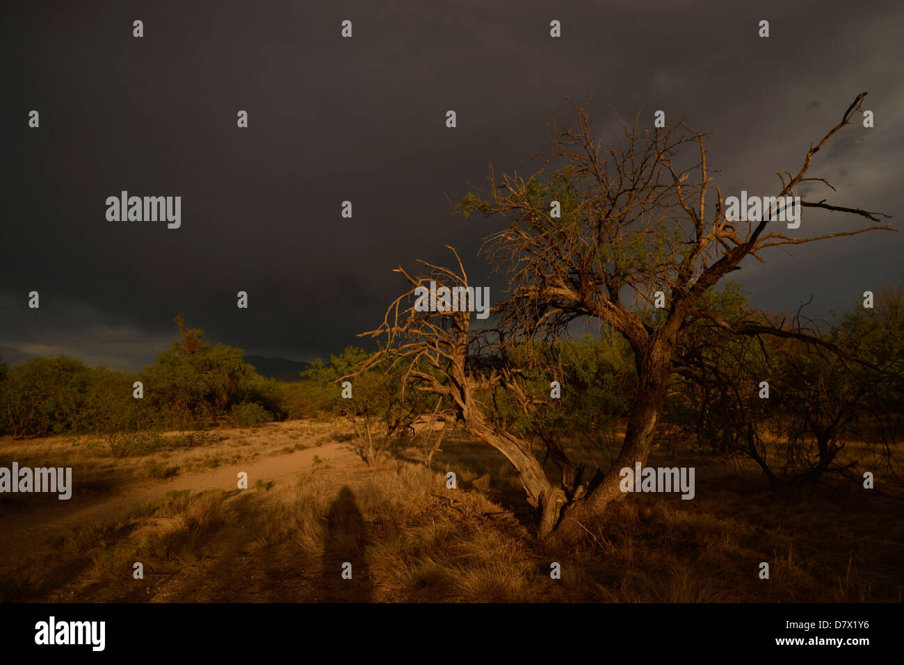 Der Schatten von einem Abend Walker entlang eines Pfads in Tucson, Arizona, Sonora-Wüste, Tucson, Arizona, USA. Stockfoto