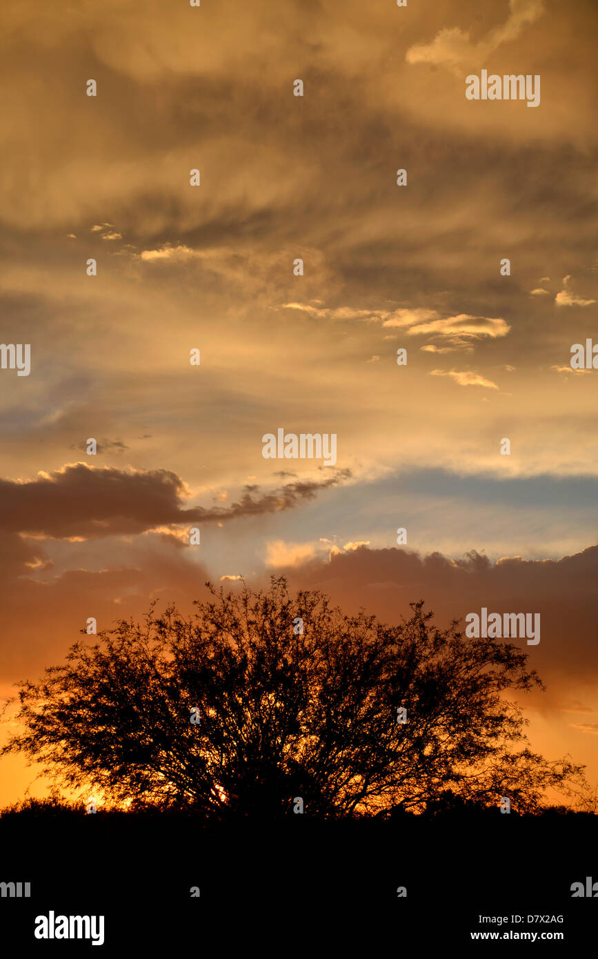 Sonnenuntergang Silhouetten einen Mesquite-Baum, wie an der Ost Seite, Tucson, Arizona, Sonora-Wüste, USA zu sehen. Stockfoto