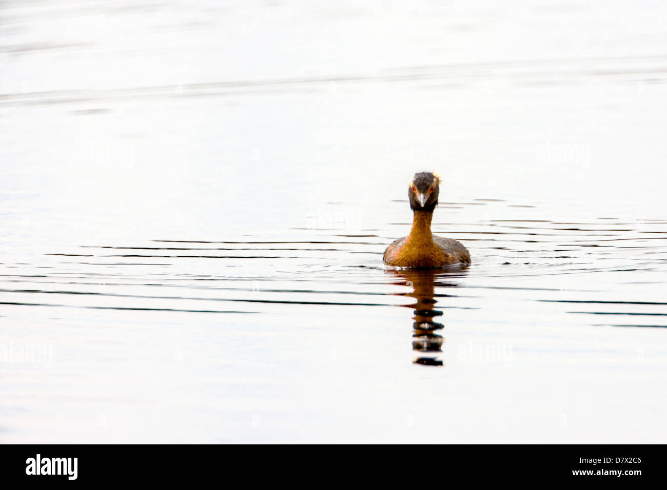 Ohrentaucher, slawonische Haubentaucher Podiceps Azurites auf einem Tundra-See im westlichen Abschnitt der Denali Nationalpark, Alaska, USA Stockfoto