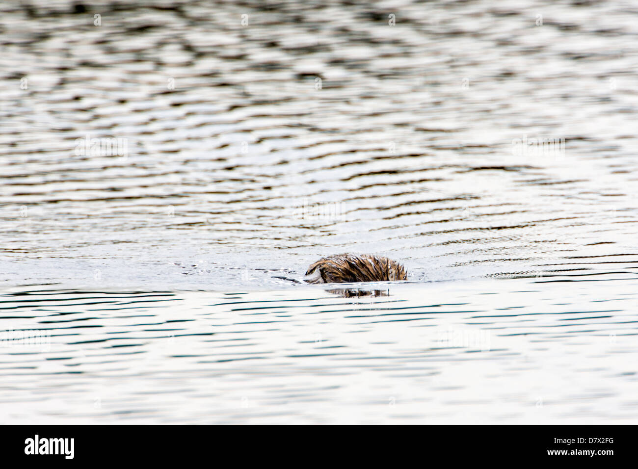 Ein Tauchen Ohrentaucher slawonischen Grebe, Podiceps Azurites auf einem Tundra-See im westlichen Abschnitt des Denali National Park, Alas Stockfoto