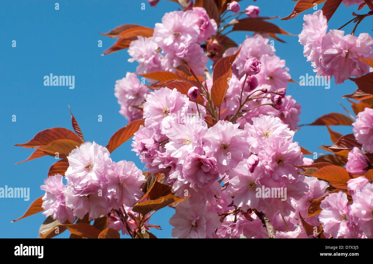 Rosa Blüte auf blühenden Kirschbäume-Baum (Prunus 'Kanzan') Stockfoto