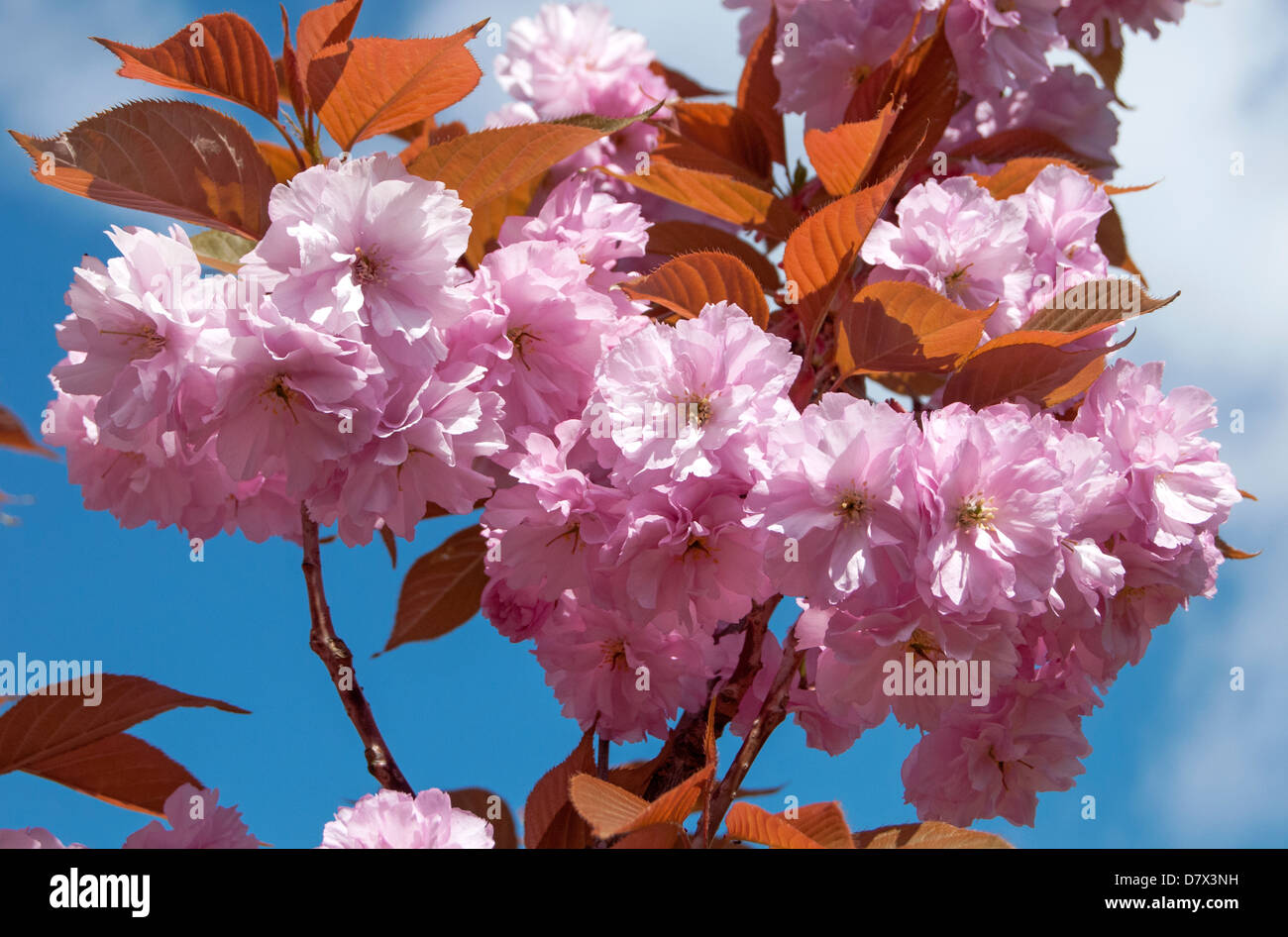 Rosa Blüte auf blühenden Kirschbäume-Baum (Prunus 'Kanzan') Stockfoto