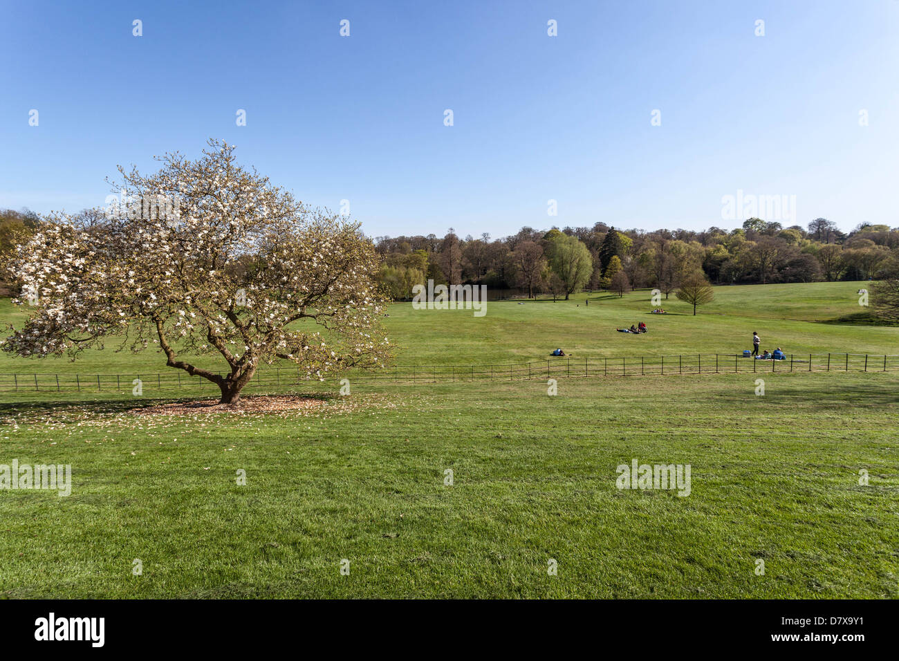 Große Liegewiese, Hampstead Heath, London, England, UK Stockfoto