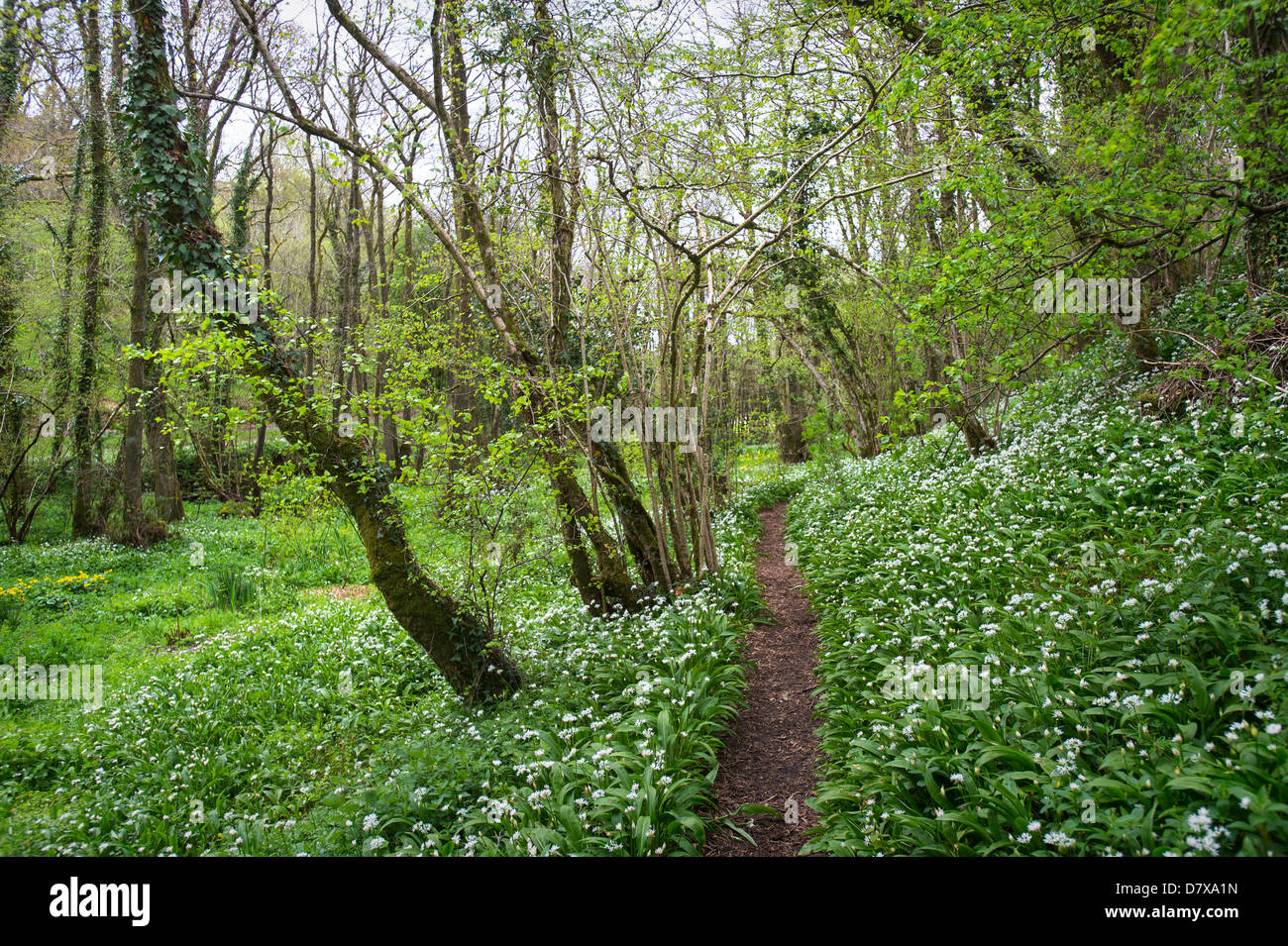Wildwachsenden Knoblauch neben einem Pfad in North Devon, UK Stockfoto
